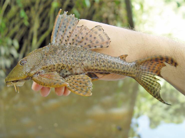 Ikan sapu-sapu (commons.wikimedia.org/Raphaël Covain)