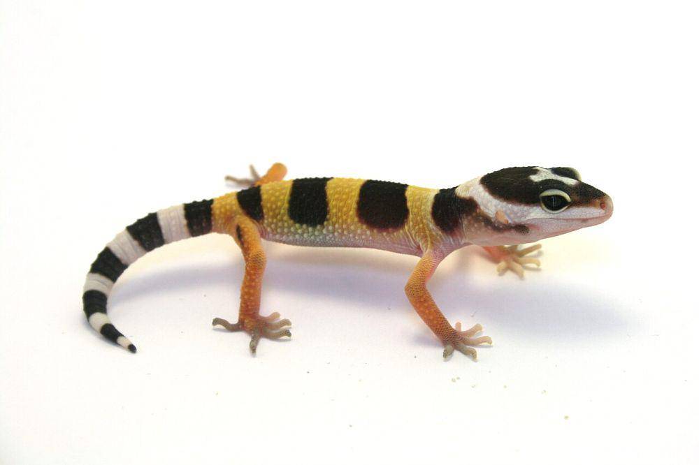 Leopard gecko (commons.wikimedia.org/Psyon)
