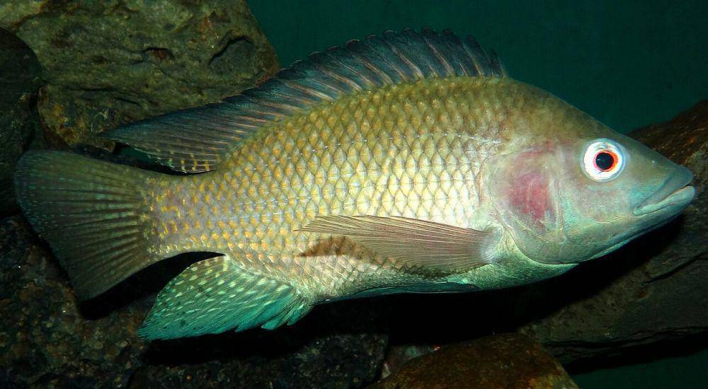 Ikan nila (commons.wikimedia.org/Bjørn Christian Tørrissen)