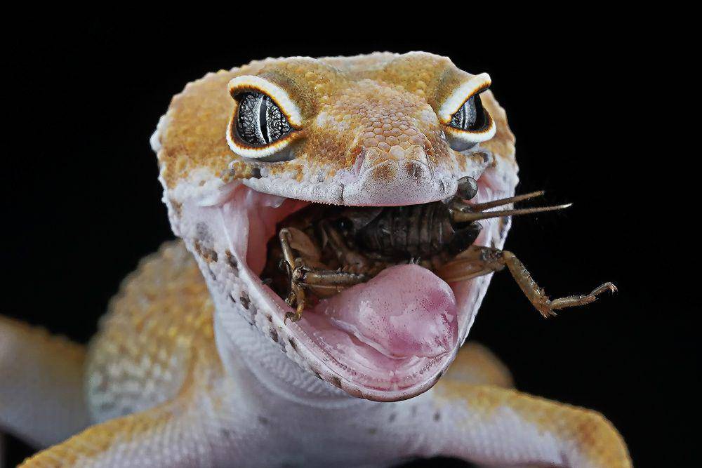 Leopard gecko (commons.wikimedia.org/Dikyedarling)