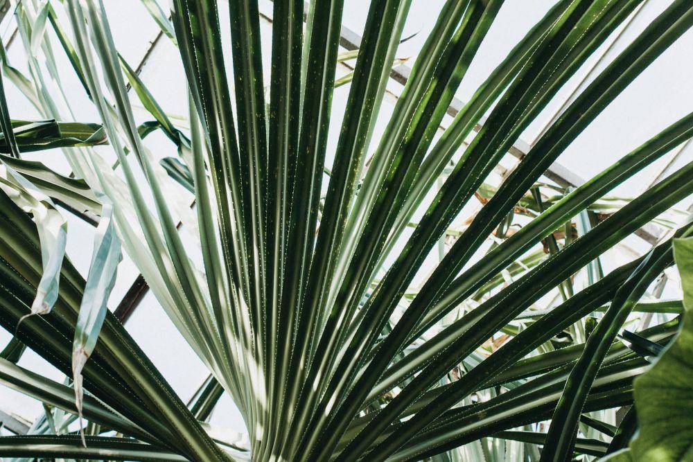 ilustrasi pandan (pexels.com/Kate Che)