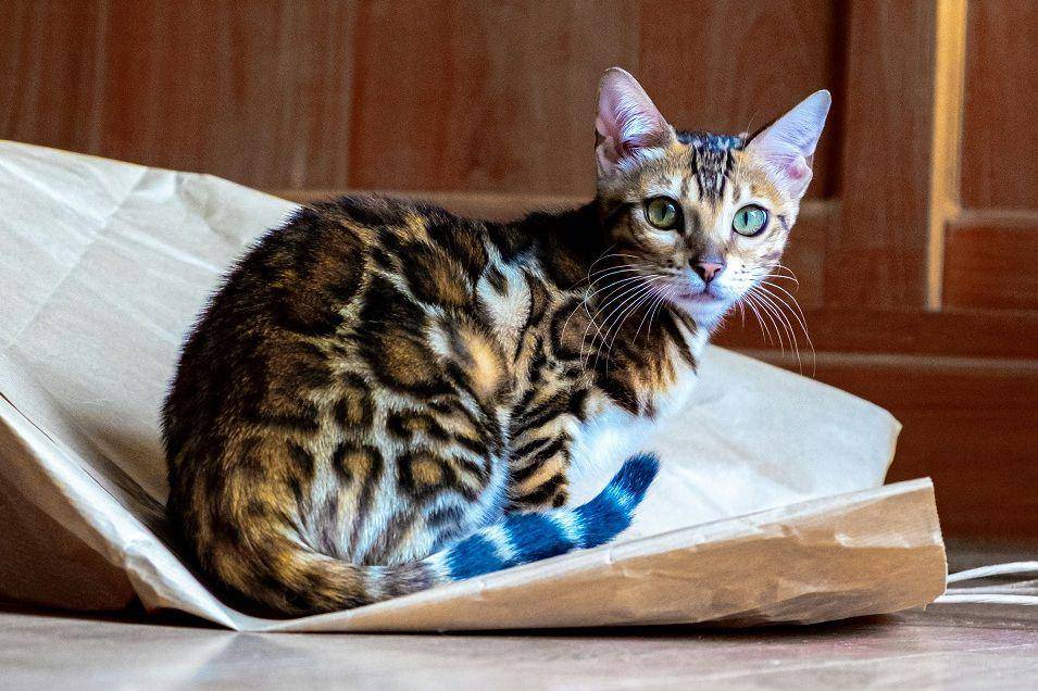 kucing bengal dengan pola rosette (unsplash.com/boodster)