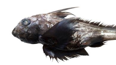 Fakta Hiu Hantu Laut Andaman, Spesies Chimaera Baru dari Thailand!