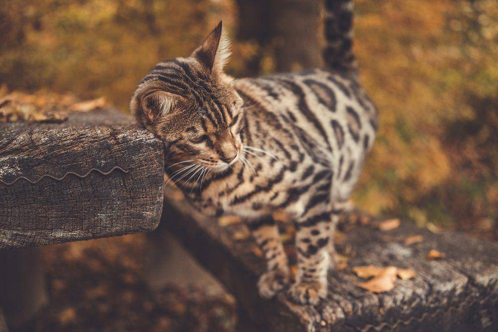 kucing bengal di luar ruangan (unsplash.com/purzlbaum)