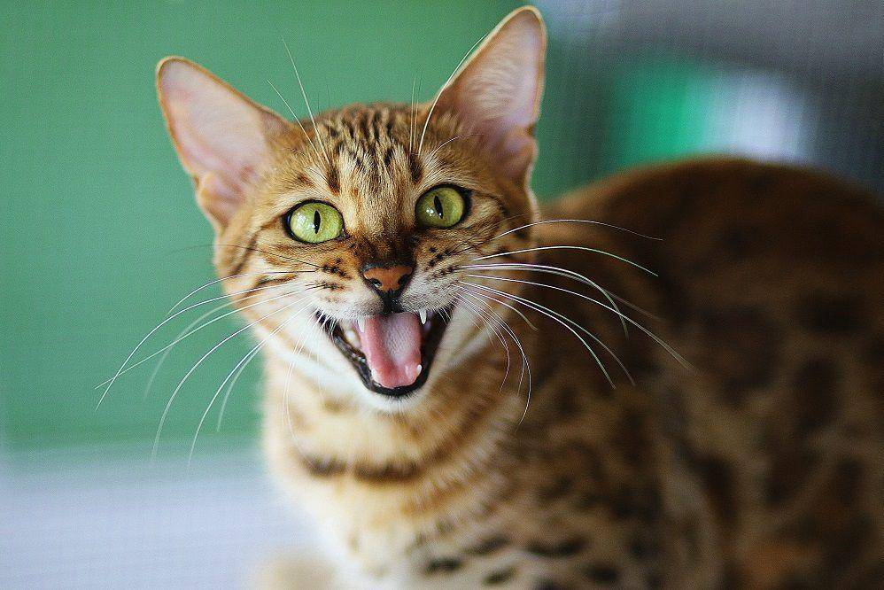 kucing bengal mengeong (unsplash.com/flowerchildkimmi)
