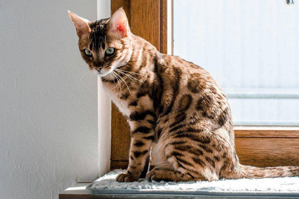 kucing bengal berjemur (unsplash.com/nika_benedictova)