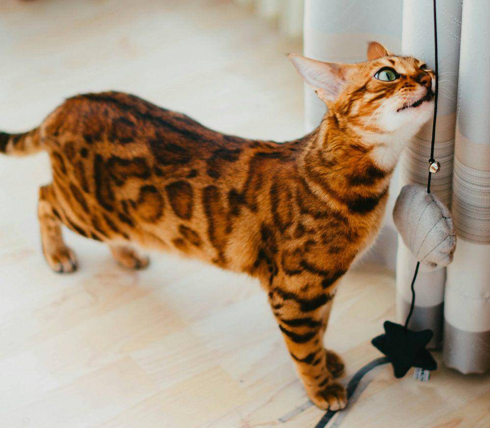 kucing bengal bersama mainannya (unsplash.com/nika_benedictova)