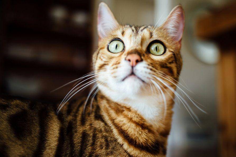 tampak dekat kucing bengal (unsplash.com/plhnk)