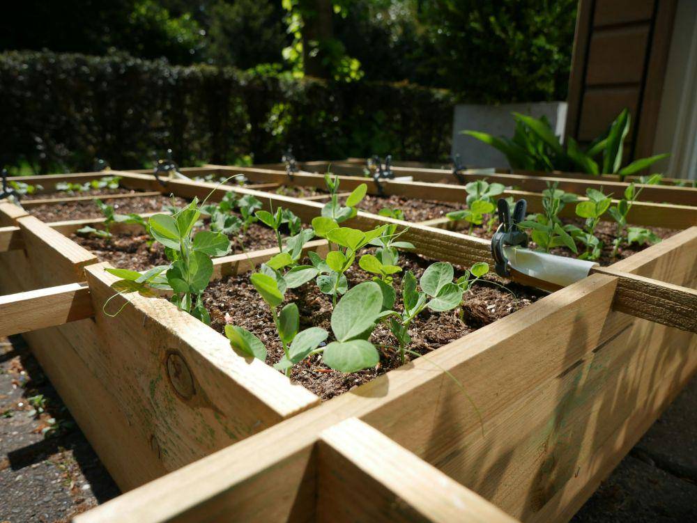 ilustrasi raised bed (unsplash.com/pepsi123)