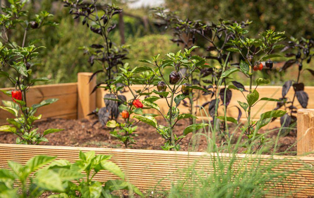 ilustrasi raised bed (pixabay.com/andreasgoellner)