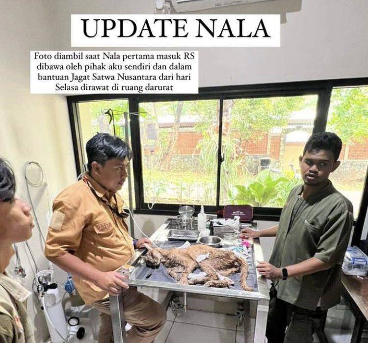 Nala kucing peliharaan Okin meninggal dunia (instagram.com/rachelvennya)