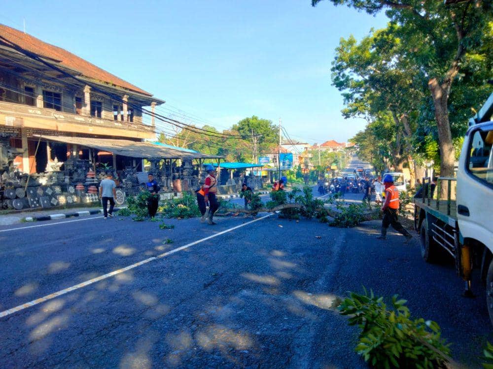 Pohon Tumbang Intai Perjalanan Mudik di Tabanan