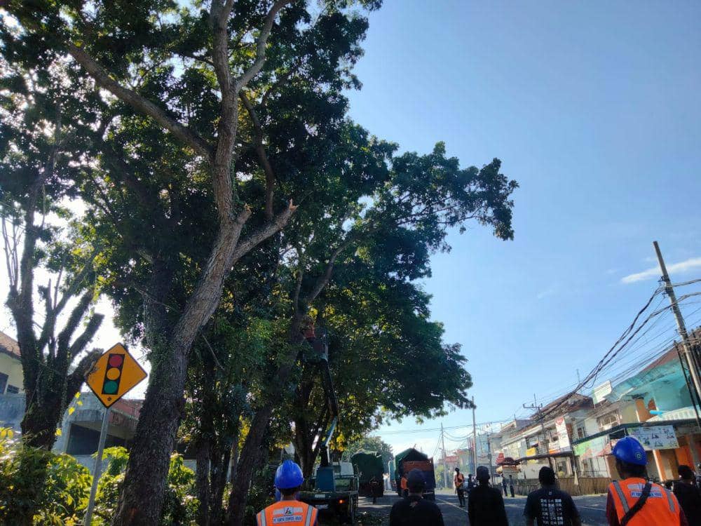 Kegiatan perompensan pohon yang digelar di Tabanan disepanjang jalur Denpasar-Gilimanuk (Dok.IDNTimes/Istimewa)