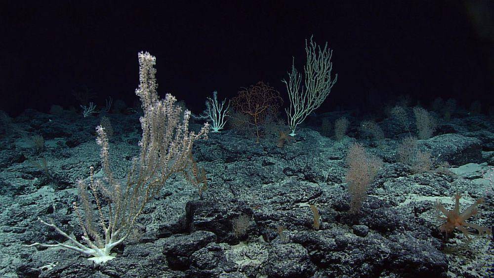 ilustrasi lautan dalam (commons.wikimedia.org/NOAA, )