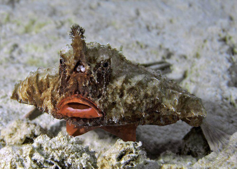 red-lipped batfish (commons.wikimedia.org/Betty Wills (Atsme))