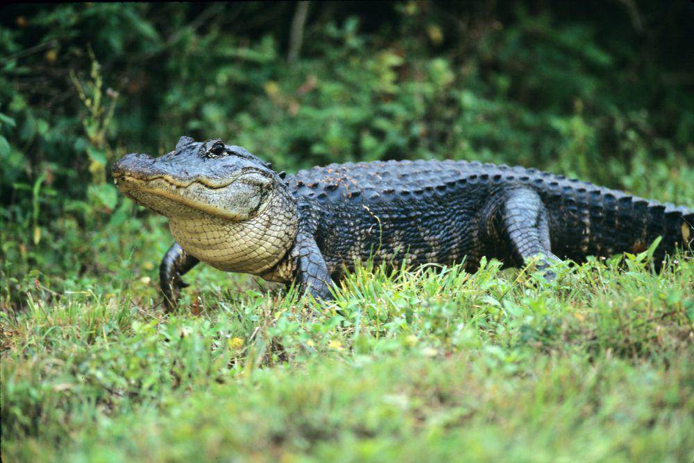 Alligator Amerika (flickr.com/U.S. Department of Agriculture)
