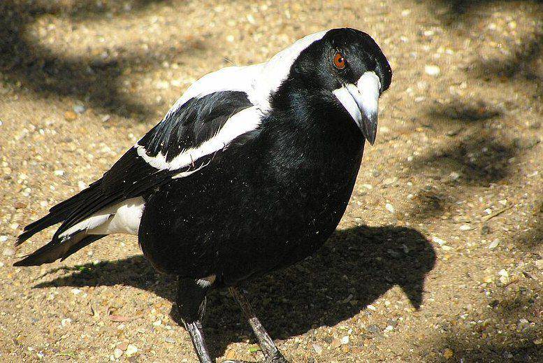tampak dekat Australian magpie (commons.wikimedia.org/Fruggo)