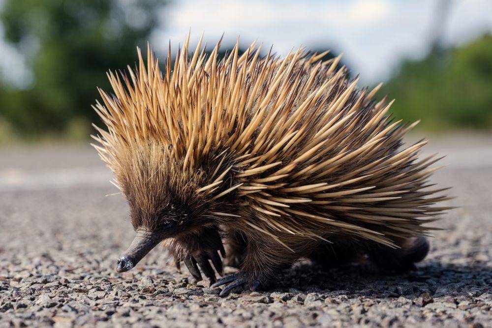 Echidna (pixabay.com/xiSerge)