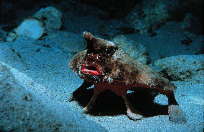 red-lipped batfish (commons.wikimedia.org)
