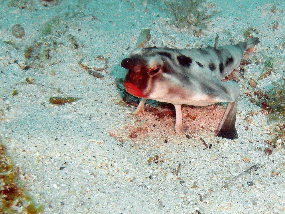 red-lipped batfish (commons.wikimedia.org/Rein Ketelaars)
