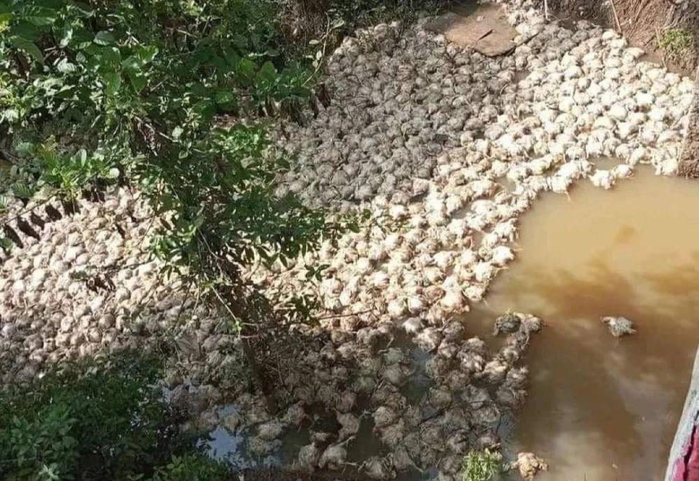 Ribuan Bangkai Ayam Ditemukan Terapung di Sungai Pinang Mura