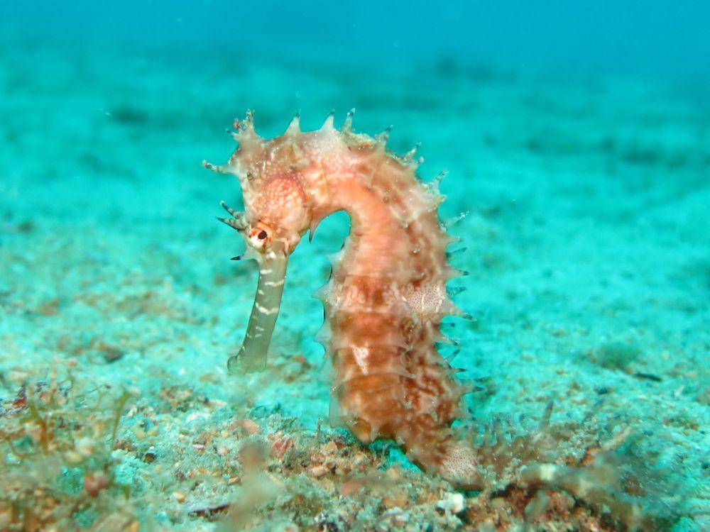Kuda Laut (pixabay.com/Arhnue Tan)