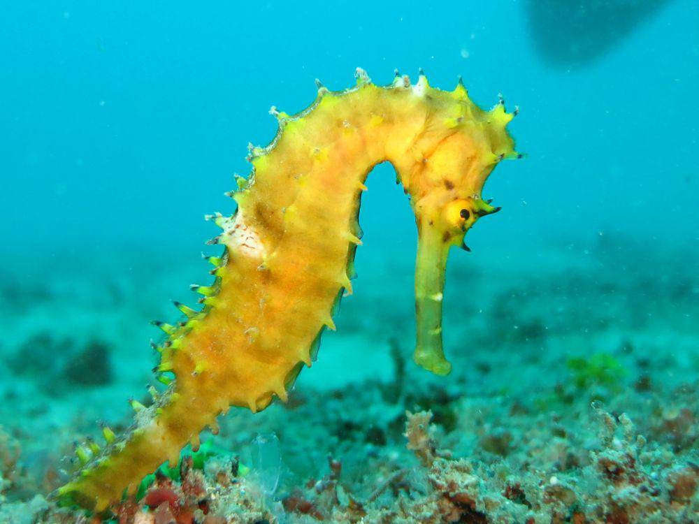 Kuda Laut (pixabay.com/Arhnue Tan)