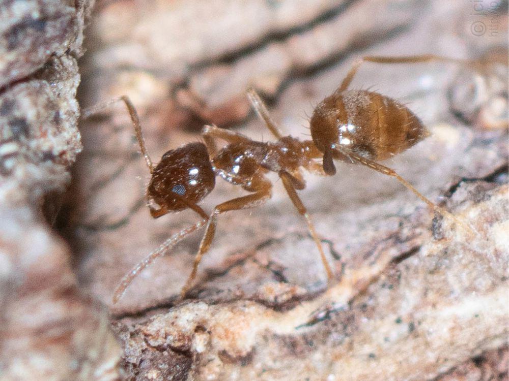 6 Fakta Tawny Crazy Ant, Sering Sebabkan Korsleting Listrik!