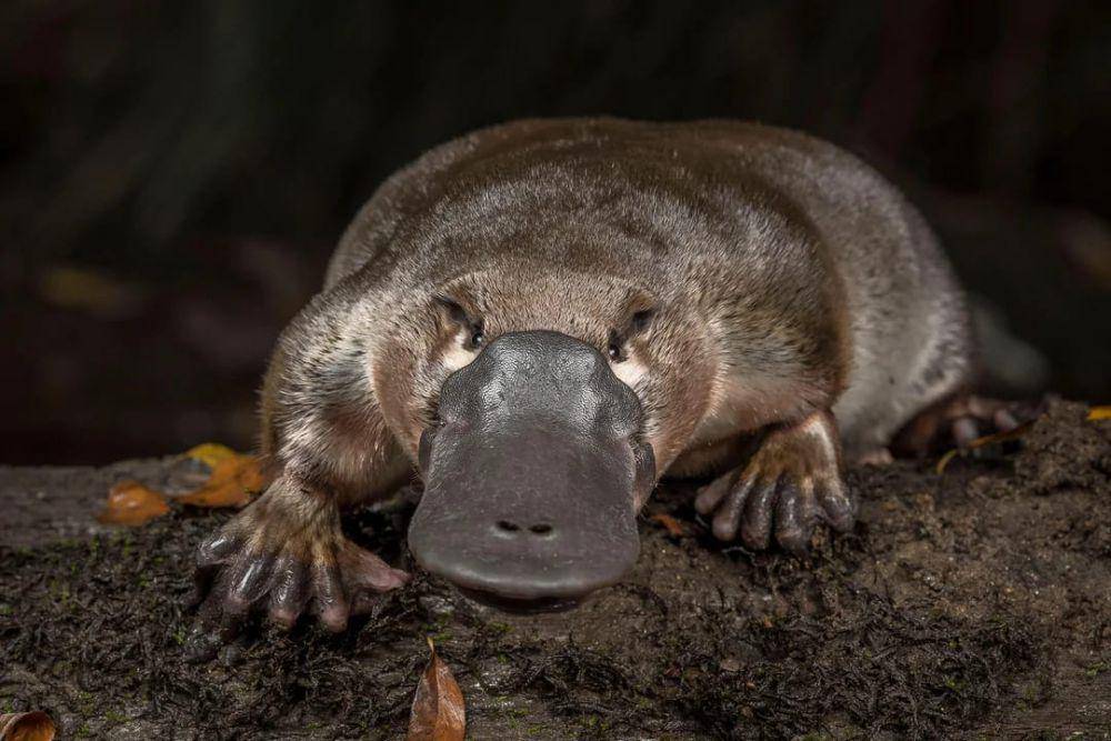 Platypus (reddit.com/Monsur_Ausuhnom)