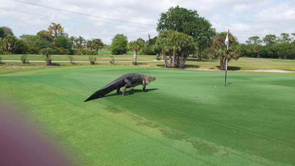 potret momen apes karena golf (reddit.com/user/GallowBoob)