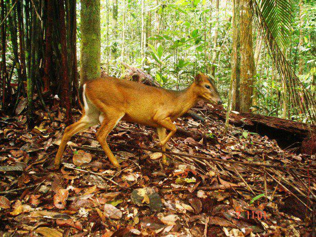 6 Fakta Muncak Kuning Kalimantan, si Misterius yang Selalu Waspada