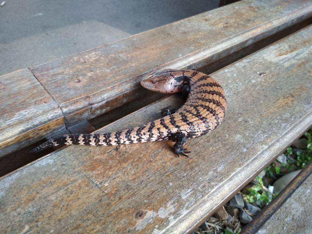 Kadal panana (inaturalist.org/kukuh_indra)