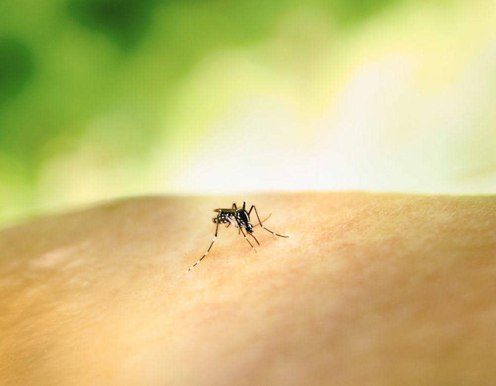 Ilustrasi nyamuk Aedes berwarna gelap dengan belang putih, vektor yang dapat menyebarkan virus Zika.