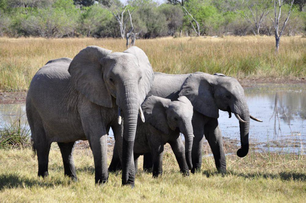 6 Perbedaan Fisik antara Gajah Afrika dan Gajah Asia