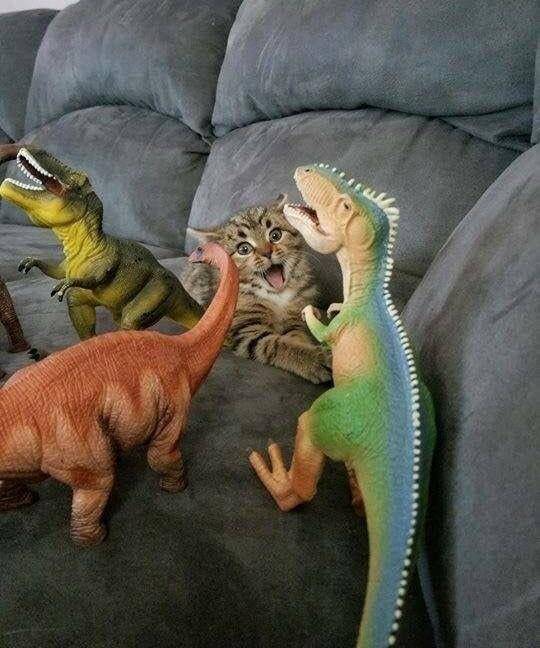 potret lucu kucing dengan mainan dinosaurus (reddit.com/user/StcStasi)