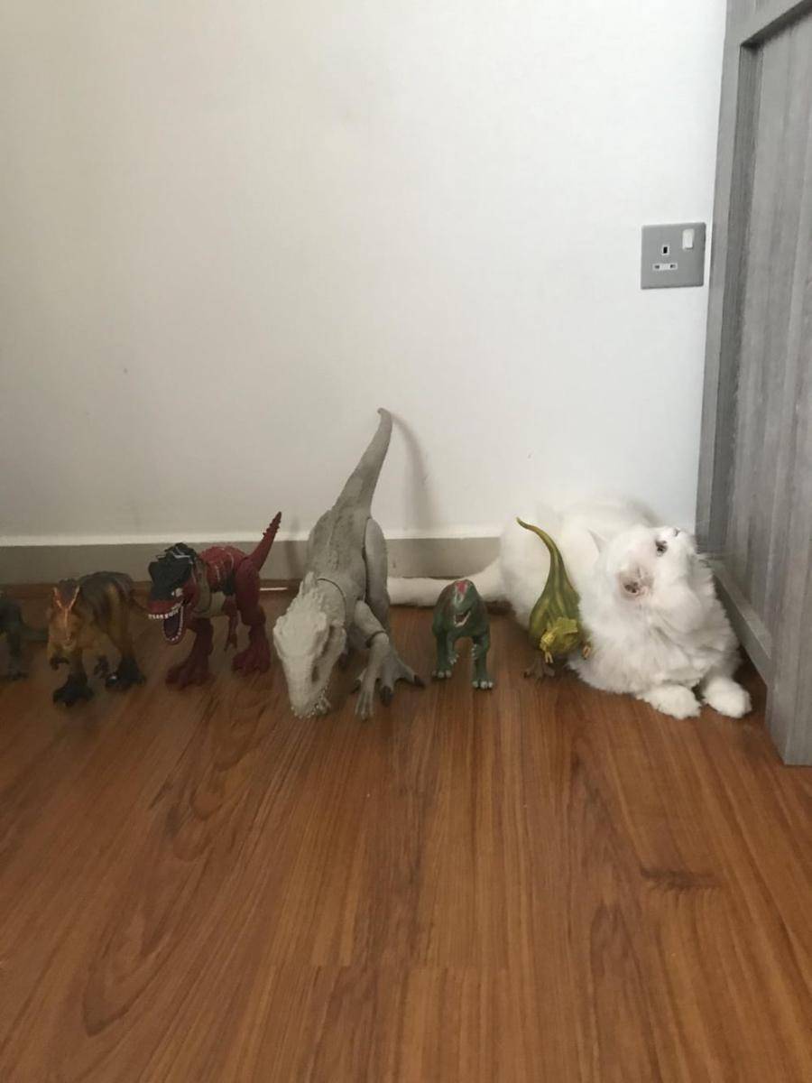 potret lucu kucing dengan mainan dinosaurus (reddit.com/user/YeetusMcSuser69)