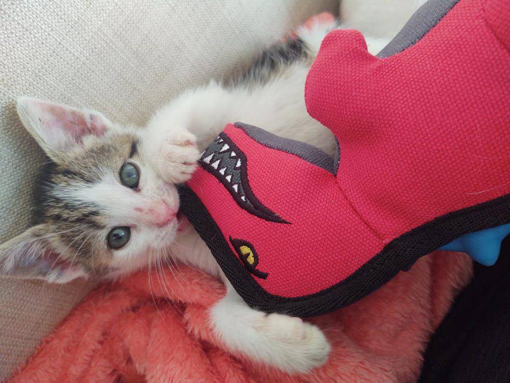 potret lucu kucing dengan mainan dinosaurus (reddit.com/user/ghost_queen21)