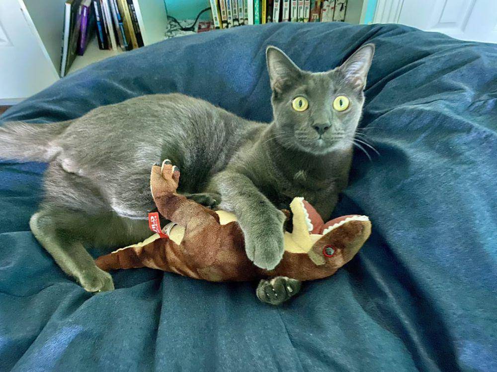 potret lucu kucing dengan mainan dinosaurus (reddit.com/r/cats)