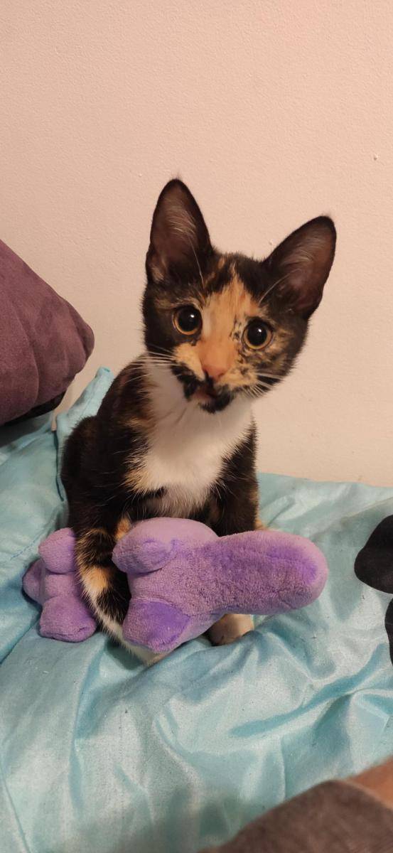 potret lucu kucing dengan mainan dinosaurus (reddit.com/user/Nathan12PL)