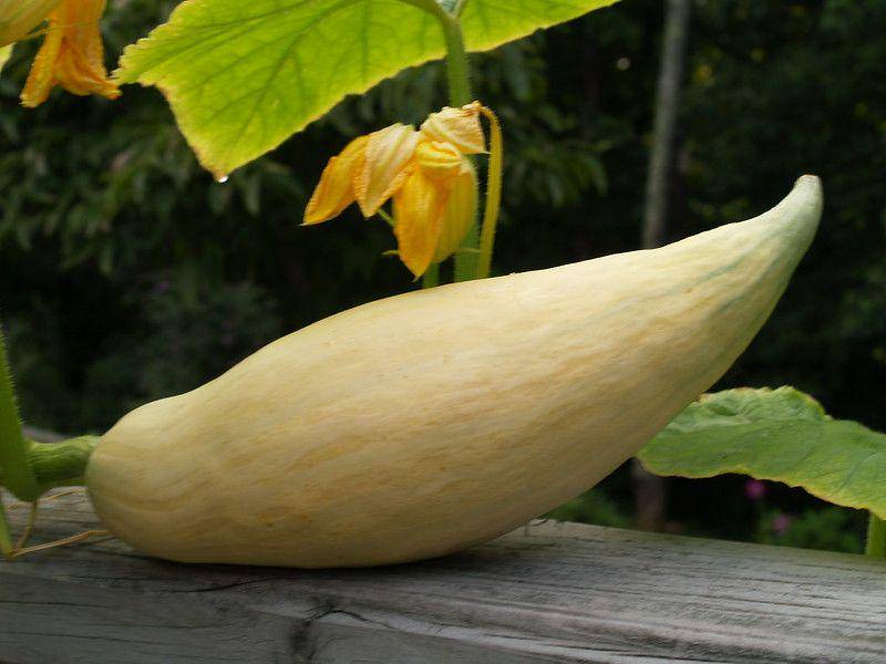 candy roaster squash
(flickr.com/Neg Foto)