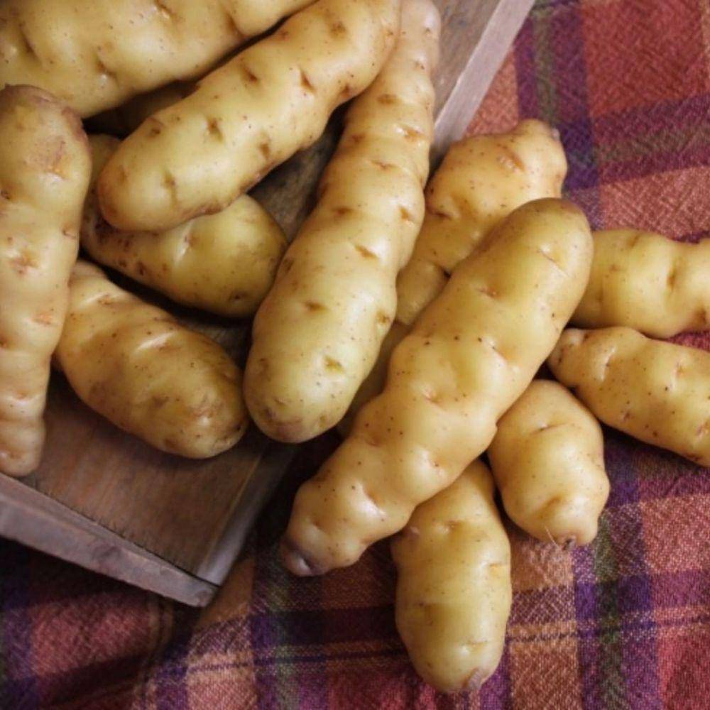 makah ozette (instagram.com/slowfoodsea)