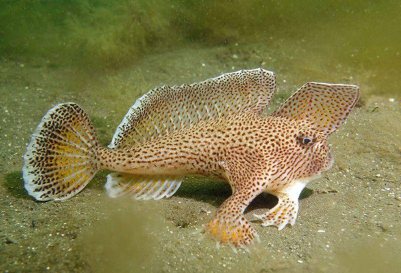 spotted handfish (flickr.com/John Turnbull)