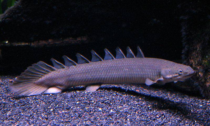 dinosaur bichir


(flickr.com/andripogo)