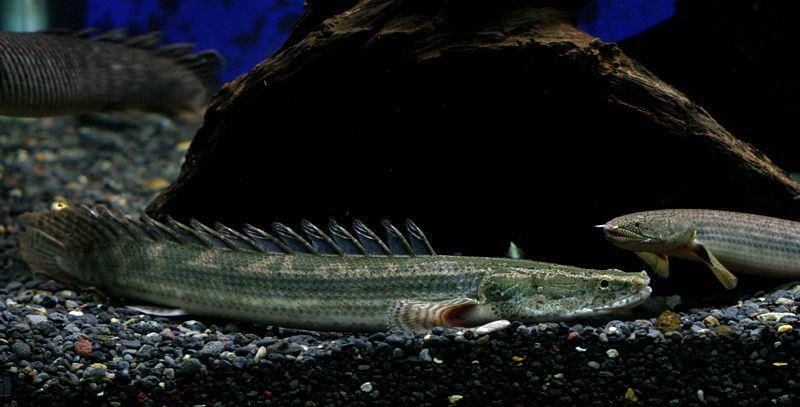 polypterus lapradei

(flickr.com/andripogo)