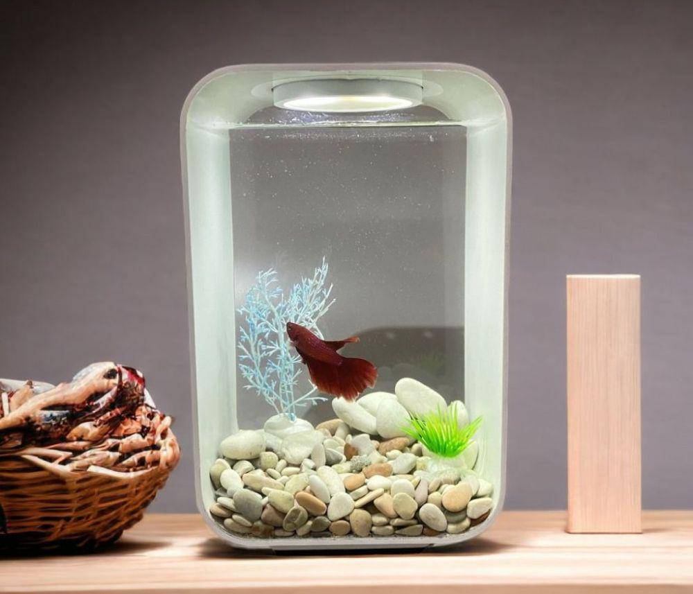 Ilustrasi aquarium (Shopee/Orcarium_fish tank)