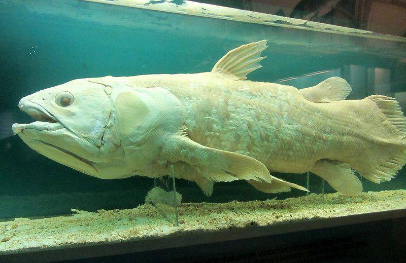 Coelacanth (Flickr/Alex-David Baldi)