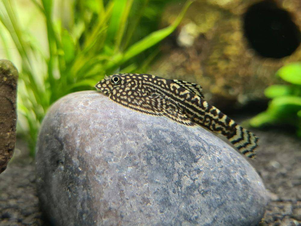 hillstream loaches

(unspalsh.com/F)