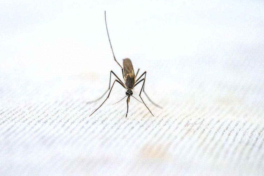 ilustrasi nyamuk malaria (pexels.com/Pragyan Bezbaruah)