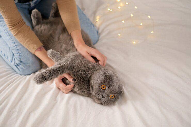 kucing rumah (freepik.com/ArthurHidden)