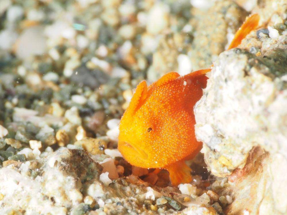 frogfish (pixabay.com/JNA)